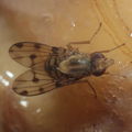 Drosophila obatai Palikea gulch 9661
