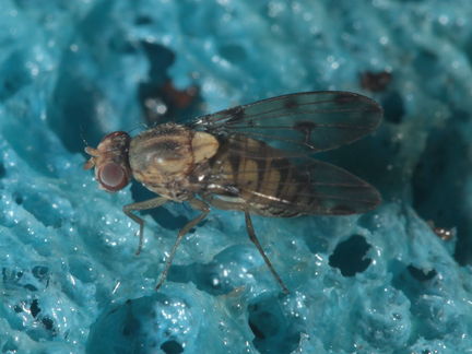 Drosophila obatai Palikea gulch 9663