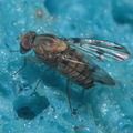 Drosophila obatai Palikea gulch 9664