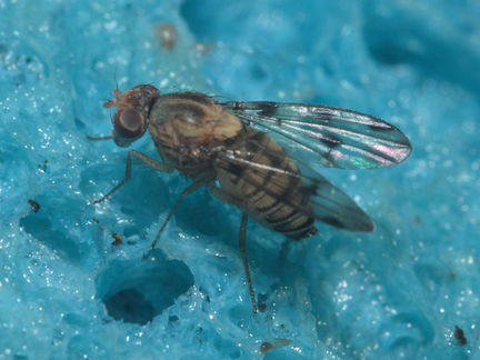 Drosophila obatai Palikea gulch 9664