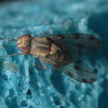 Drosophila obatai Palikea gulch 9666