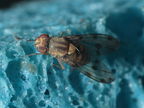 Drosophila obatai Palikea gulch 9666