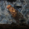 Drosophila obatai Pulee 4222.jpg