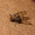 Drosophila obatai Pulee 5702