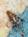 Drosophila ochracea R Road 2477