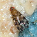 Drosophila ochracea R Road 2478