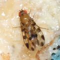 Drosophila ochracea R Road 2479