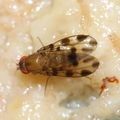 Drosophila ochracea R Road 2481