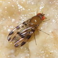 Drosophila ochracea R Road 2482.jpg