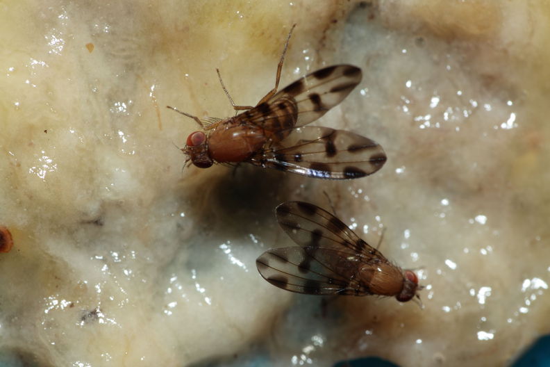 Drosophila ochracea Stainback 3617.jpg