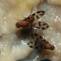 Drosophila ochracea Stainback 3617