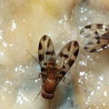Drosophila ochracea Stainback 3618