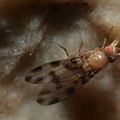 Drosophila ochracea Stainback 3621