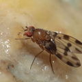 Drosophila ochracea Stainback 3625.jpg