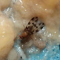 Drosophila ochracea Stainback 3648
