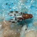 Drosophila ochracea Stainback 3649