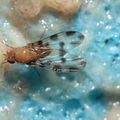 Drosophila ochracea Stainback 3655.jpg