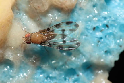 Drosophila ochracea Stainback 3655