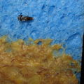 Drosophila ochrobasis Kilohana2.jpg