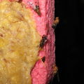 Drosophila ochrobasis Kilohana4.jpg