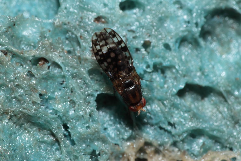 Drosophila ochrobasis Kilohana 3108.jpg