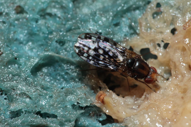Drosophila ochrobasis Kilohana 3110.jpg
