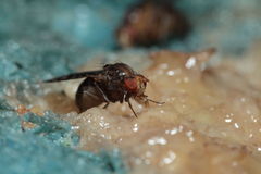 Drosophila ochrobasis Kilohana 3115