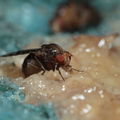 Drosophila ochrobasis Kilohana 3115