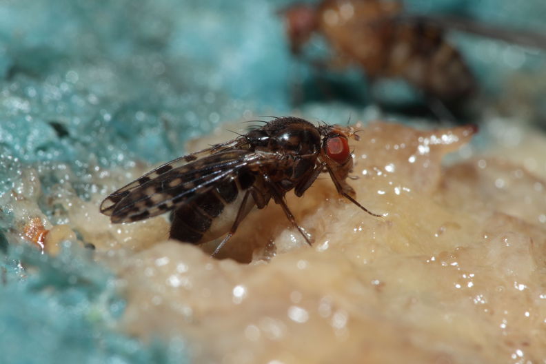 Drosophila ochrobasis Kilohana 3116.jpg