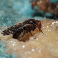 Drosophila ochrobasis Kilohana 3116