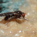 Drosophila ochrobasis Kilohana 3122