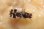 Drosophila ochrobasis Kilohana 5321