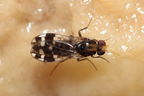 Drosophila ochrobasis Kilohana 5323