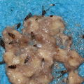 Drosophila on sponge Kukuiopae 3445