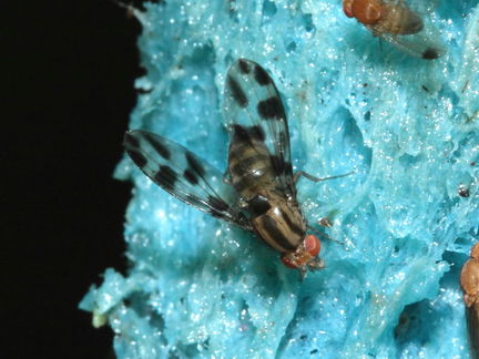 Drosophila oreas Puaakaa 6897