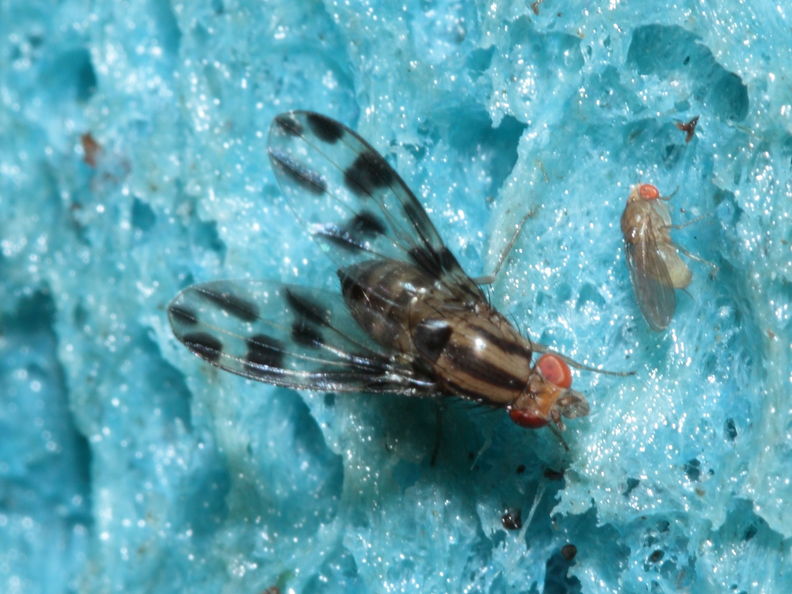 Drosophila oreas Puaakaa 6898