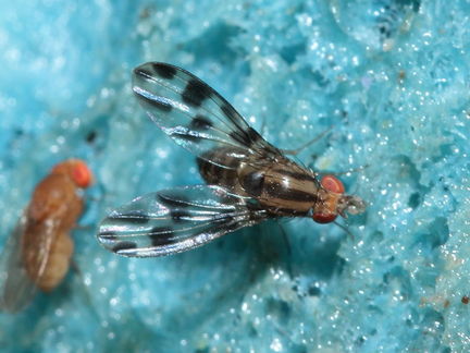 Drosophila oreas Puaakaa 6901