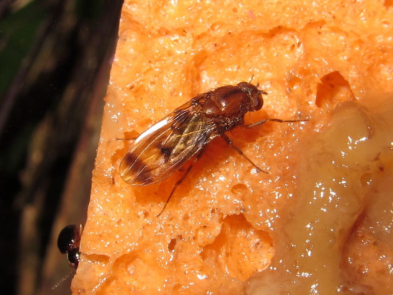 Drosophila paenihamifera Hanaula 1499.jpg