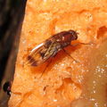 Drosophila paenihamifera Hanaula 1499