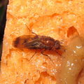Drosophila paenihamifera Hanaula 1501