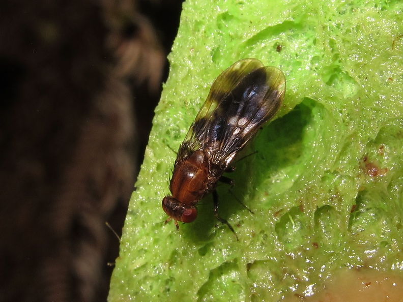 Drosophila paenihamifera Hanaula 1502.jpg