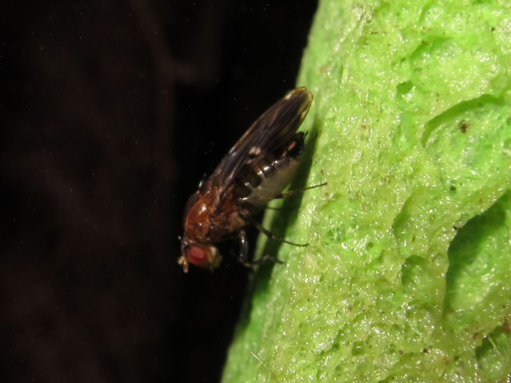 Drosophila paenihamifera Hanaula 1503