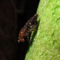 Drosophila paenihamifera Hanaula 1503
