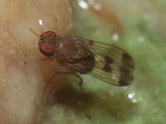 Drosophila paucicilia Manuwai 1068