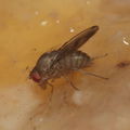 Drosophila paucicilia Manuwai 1087