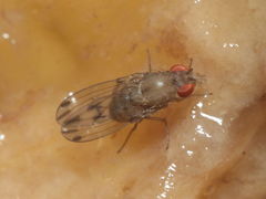 Drosophila paucicilia Manuwai 1094