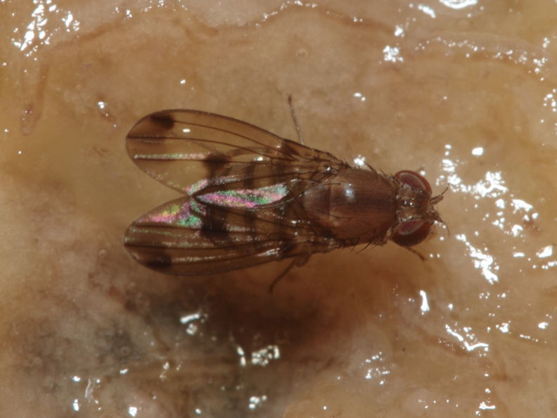 Drosophila paucicilia Manuwai 1102.jpg