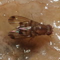 Drosophila paucicilia Manuwai 1102