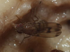 Drosophila paucicilia Manuwai 1132