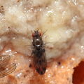Drosophila paucipuncta Olaa 3521